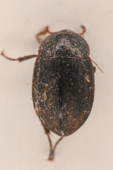 Ametor scabrosus