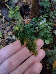 Hymenophyllum australe