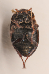 Ametor scabrosus