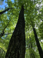 Quercus montana