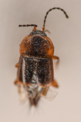 Tachyporinae