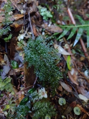 Hymenophyllum australe