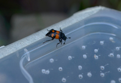 Nicrophorus vespilloides