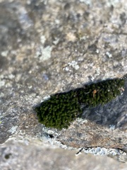 Ulota crispa