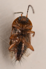 Tachyporinae