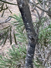Hakea corymbosa