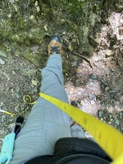 Quercus montana