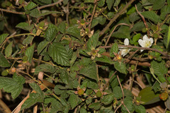 Rubus croceacanthus