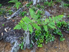 Pteridium aquilinum latiusculum