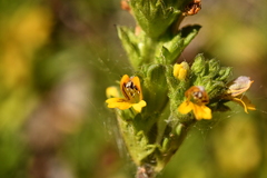 Euphrasia minima