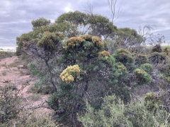 Hakea corymbosa