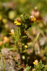Euphrasia minima