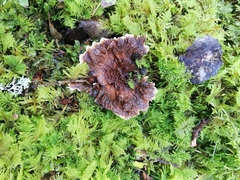 Hydnellum lundellii