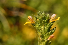 Euphrasia minima
