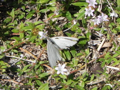 Ascia monuste phileta