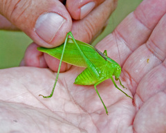 Amblycorypha oblongifolia