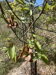 Carpinus caroliniana