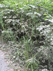Glyceria elata