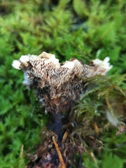 Hydnellum lundellii