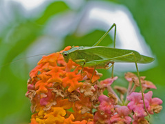 Amblycorypha oblongifolia