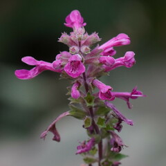 Stachys chamissonis