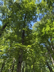 Quercus montana