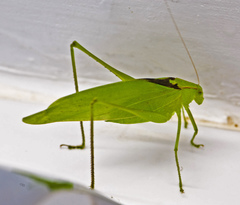 Amblycorypha oblongifolia