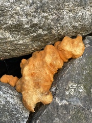 Dacrymyces chrysospermus