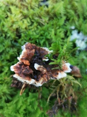 Hydnellum lundellii