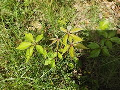 Parthenocissus quinquefolia