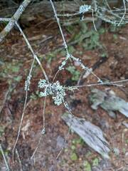 Hypogymnia physodes