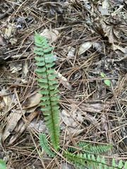 Asplenium platyneuron