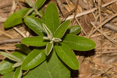 Helicteres angustifolia