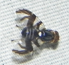 Rhagoletis pomonella