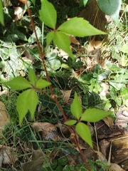 Parthenocissus quinquefolia