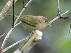 Pachysylvia aurantiifrons