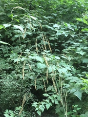 Glyceria elata