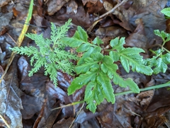 Sceptridium dissectum