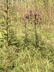 Vernonia noveboracensis
