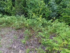 Pteridium aquilinum latiusculum