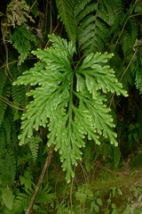Selaginella firmuloides