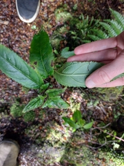 Prostanthera lasianthos