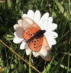Acraea horta