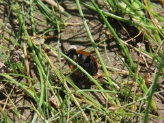 Coccinella transversoguttata