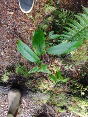 Prostanthera lasianthos