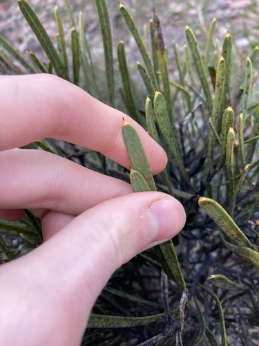 Image of Hakea corymbosa by (c) Thomas Mesaglio, some rights reserved (CC BY)