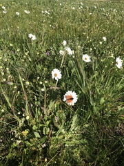 Acraea horta