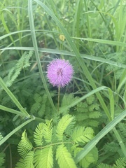 Mimosa strigillosa