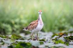 Hydrophasianus chirurgus