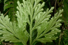 Selaginella firmuloides